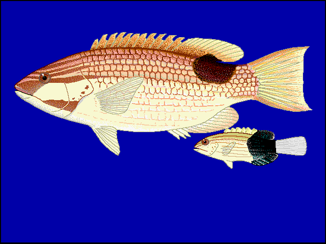 ภาพ ปลานกขุนทองลายบั้ง (Bodianus bilunulatus)