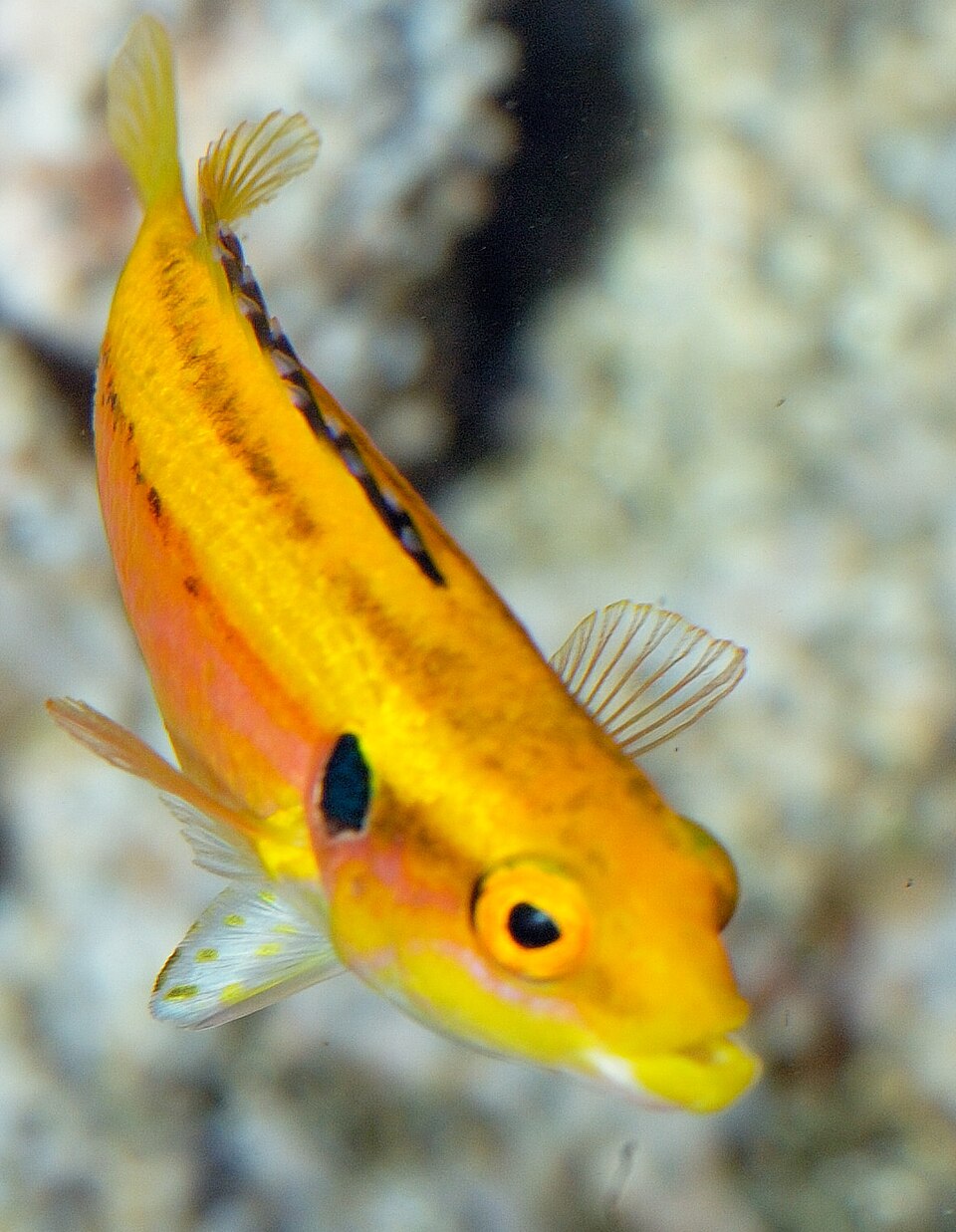 ภาพ ปลานกขุนทองสองจุด (Bodianus bimaculatus)