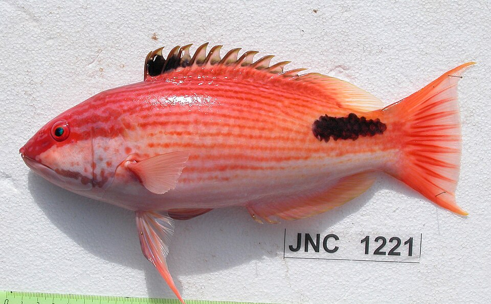 ภาพ ปลานกขุนทอง busellatus (Bodianus busellatus)