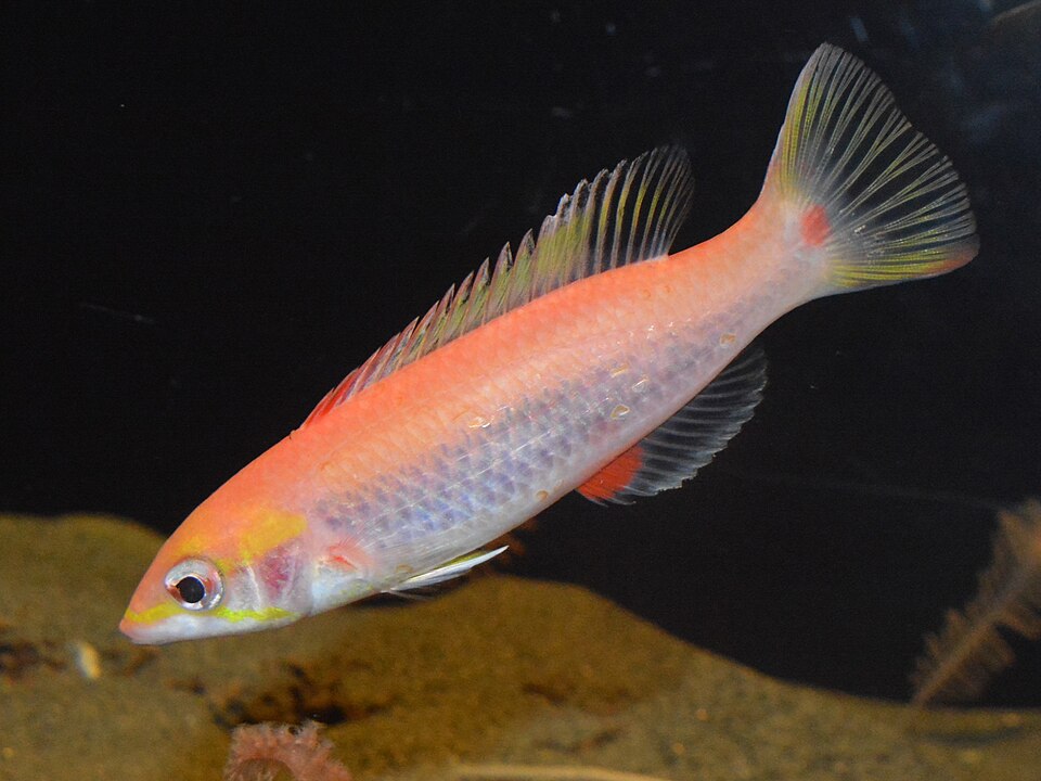 ภาพ ปลานกขุนทอง cylindriatus (Bodianus cylindriatus)