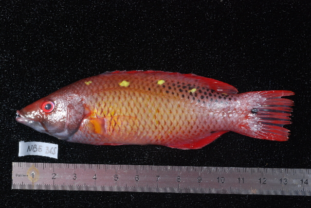 ภาพ ปลานกขุนทองไดอาน่า (Bodianus diana)