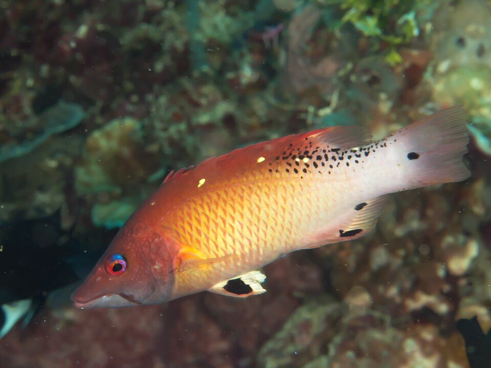 ภาพ ปลานกขุนทองครีบแดง (Bodianus dictynna)