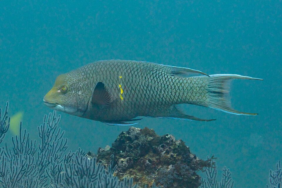 ภาพ ปลานกขุนทอง diplotaenia (Bodianus diplotaenia)