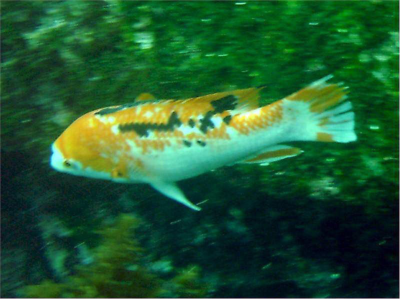 ภาพ ปลานกขุนทอง eclancheri (Bodianus eclancheri)