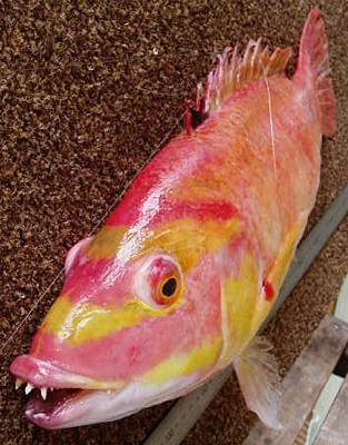 ภาพ ปลานกขุนทองหน้ากาก (Bodianus flavifrons)