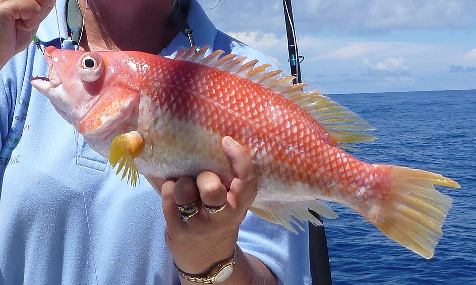 ภาพ ปลานกขุนทองครีบเหลือง (Bodianus flavipinnis)