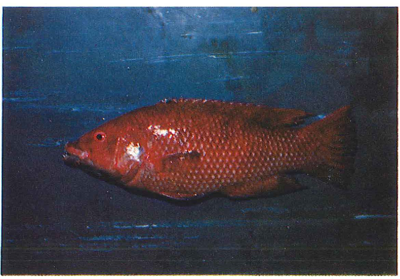 ภาพ ปลานกขุนทอง insularis (Bodianus insularis)