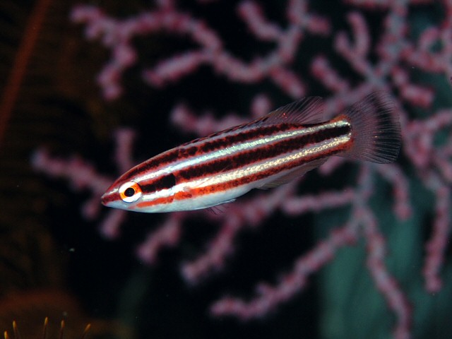 ภาพ ปลานกขุนทอง izuensis (Bodianus izuensis)