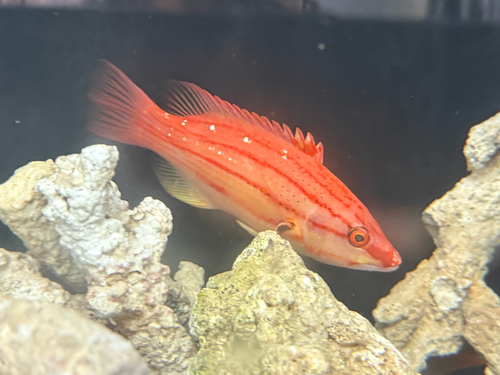ภาพ ปลานกขุนทองสี่เส้น (Bodianus leucosticticus)
