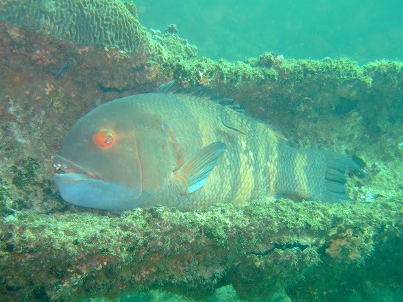 ภาพ ปลานกขุนทองยักษ์ (Bodianus macrognathos)