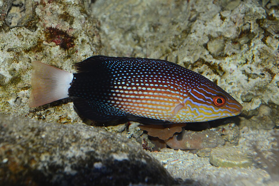 ภาพ ปลานกขุนทองดำลายบั้ง (Bodianus macrourus)