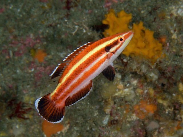 ภาพ ปลานกขุนทอง masudai (Bodianus masudai)
