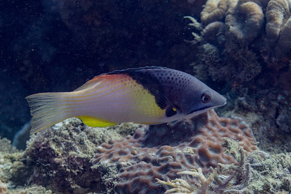 ภาพ ปลานกขุนทองดำ (Bodianus mesothorax)