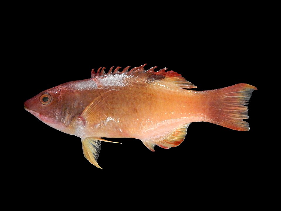 ภาพ ปลานกขุนทองปากหมู (Bodianus neilli)