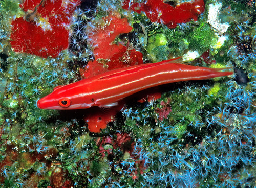 ภาพ ปลานกขุนทอง neopercularis (Bodianus neopercularis)