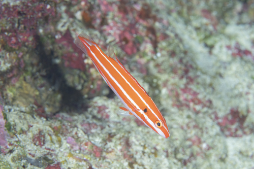 ภาพ ปลานกขุนทองอินเดีย (Bodianus opercularis)