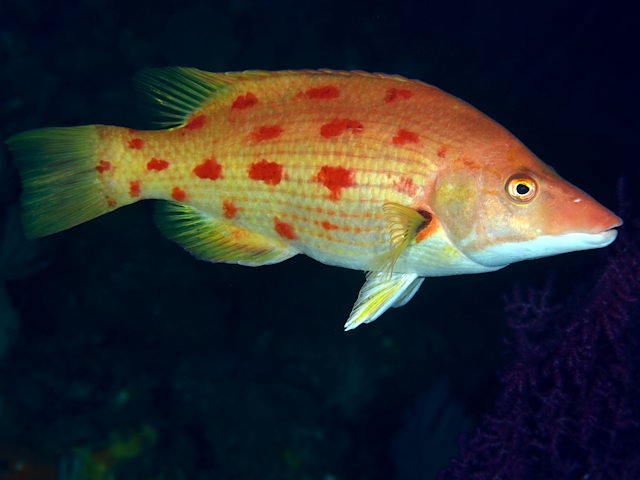 ภาพ ปลานกขุนทอง oxycephalus (Bodianus oxycephalus)