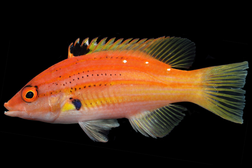 ภาพ ปลานกขุนทองห้าลายเส้น (Bodianus paraleucosticticus)