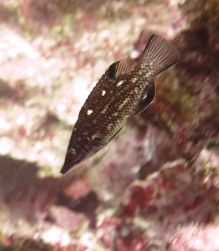 ภาพ ปลานกขุนทองจมูกยาว (Bodianus prognathus)