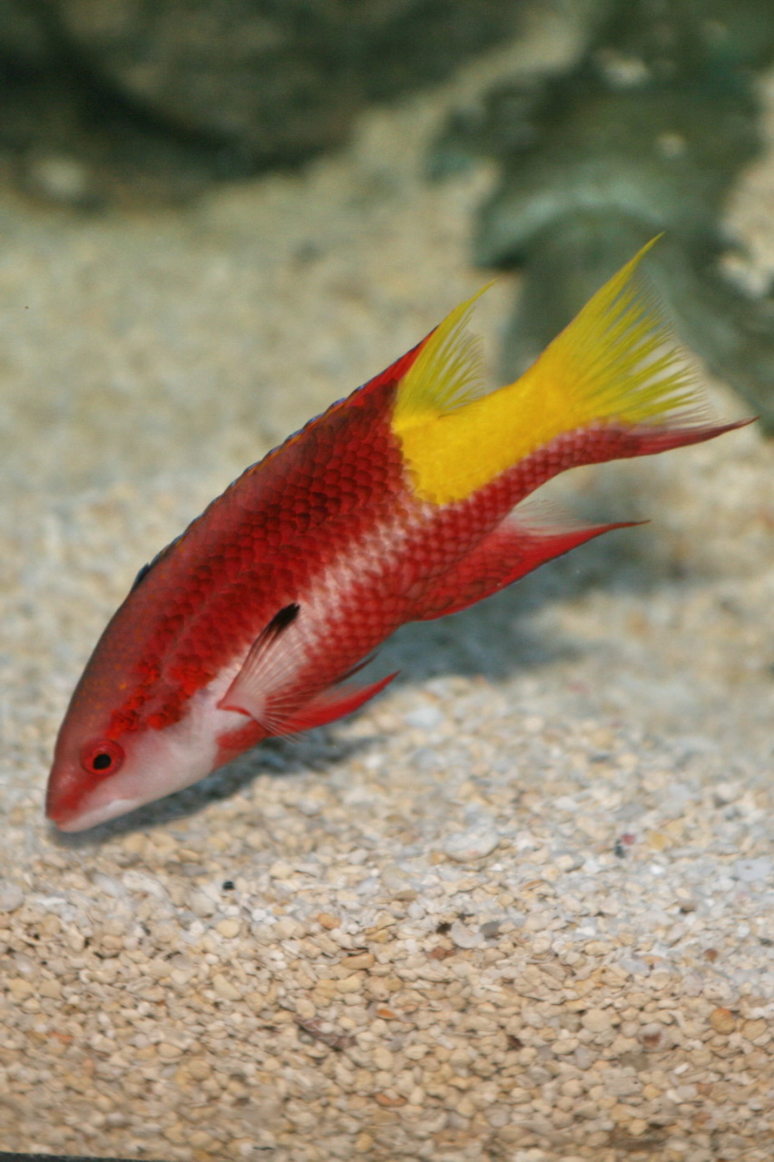 ภาพ ปลานกขุนทอง pulchellus (Bodianus pulchellus)