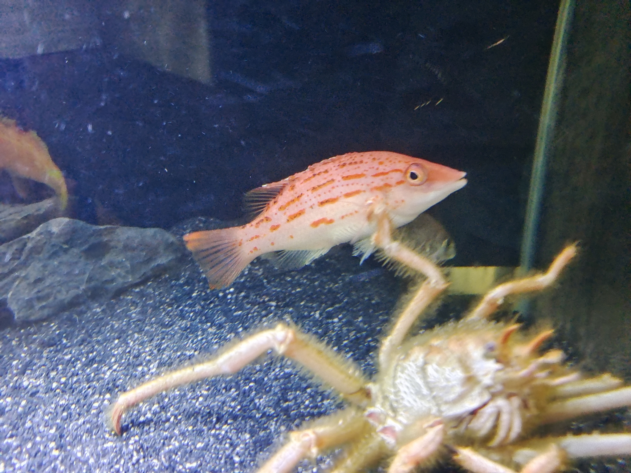 ภาพ ปลานกขุนทองแดง (Bodianus rubrisos)
