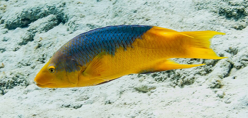 ภาพ ปลานกขุนทอง rufus (Bodianus rufus)