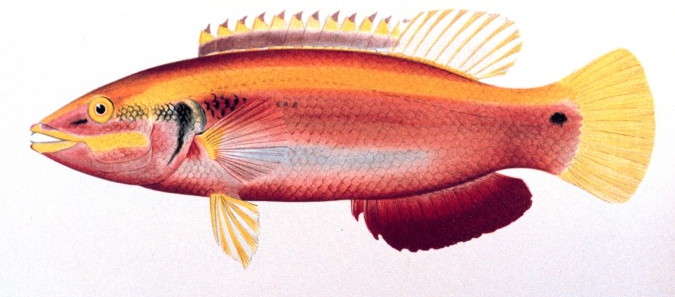 ภาพ ปลานกขุนทองอรุณ (Bodianus sanguineus)