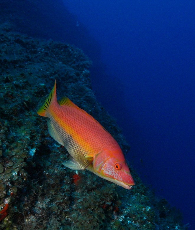 ภาพ ปลานกขุนทองลายขวาง (Bodianus scrofa)