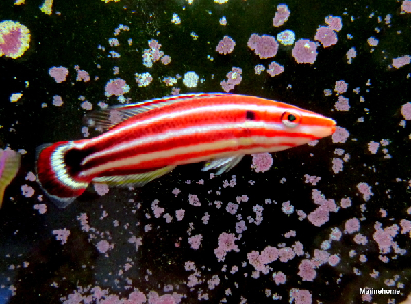 ภาพ ปลานกขุนทองแดง (Bodianus sepiacaudus)