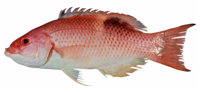 ภาพ ปลานกขุนทอง solatus (Bodianus solatus)
