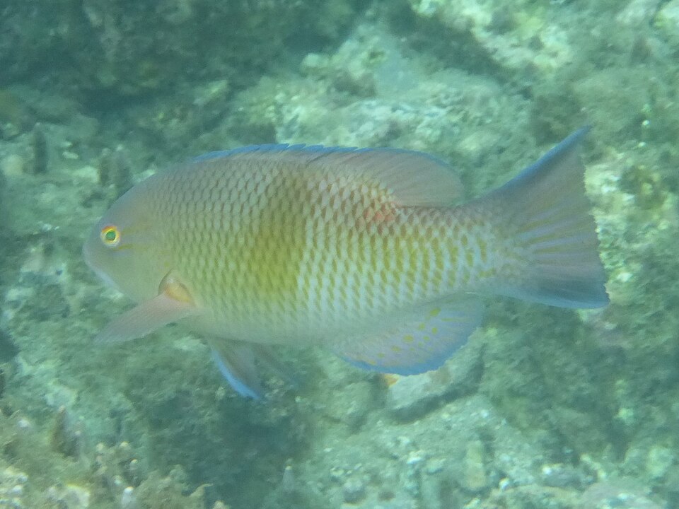 ภาพ ปลานกขุนทอง speciosus (Bodianus speciosus)