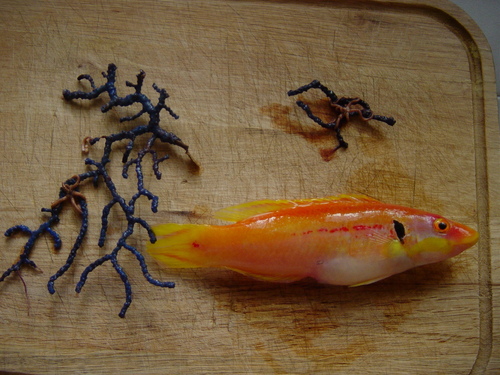 ภาพ ปลานกขุนทอง tanyokidus (Bodianus tanyokidus)