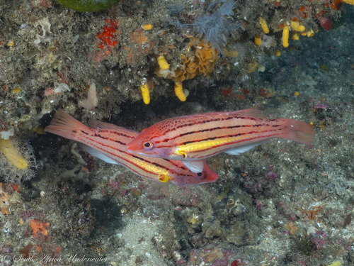 ภาพ ปลานกขุนทอง trilineatus (Bodianus trilineatus)