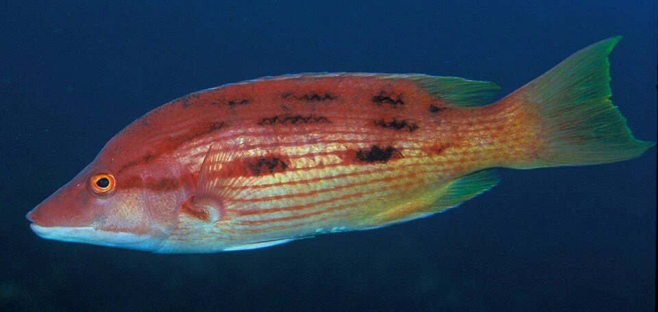 ภาพ ปลานกขุนทองลายบั้ง (Bodianus unimaculatus)