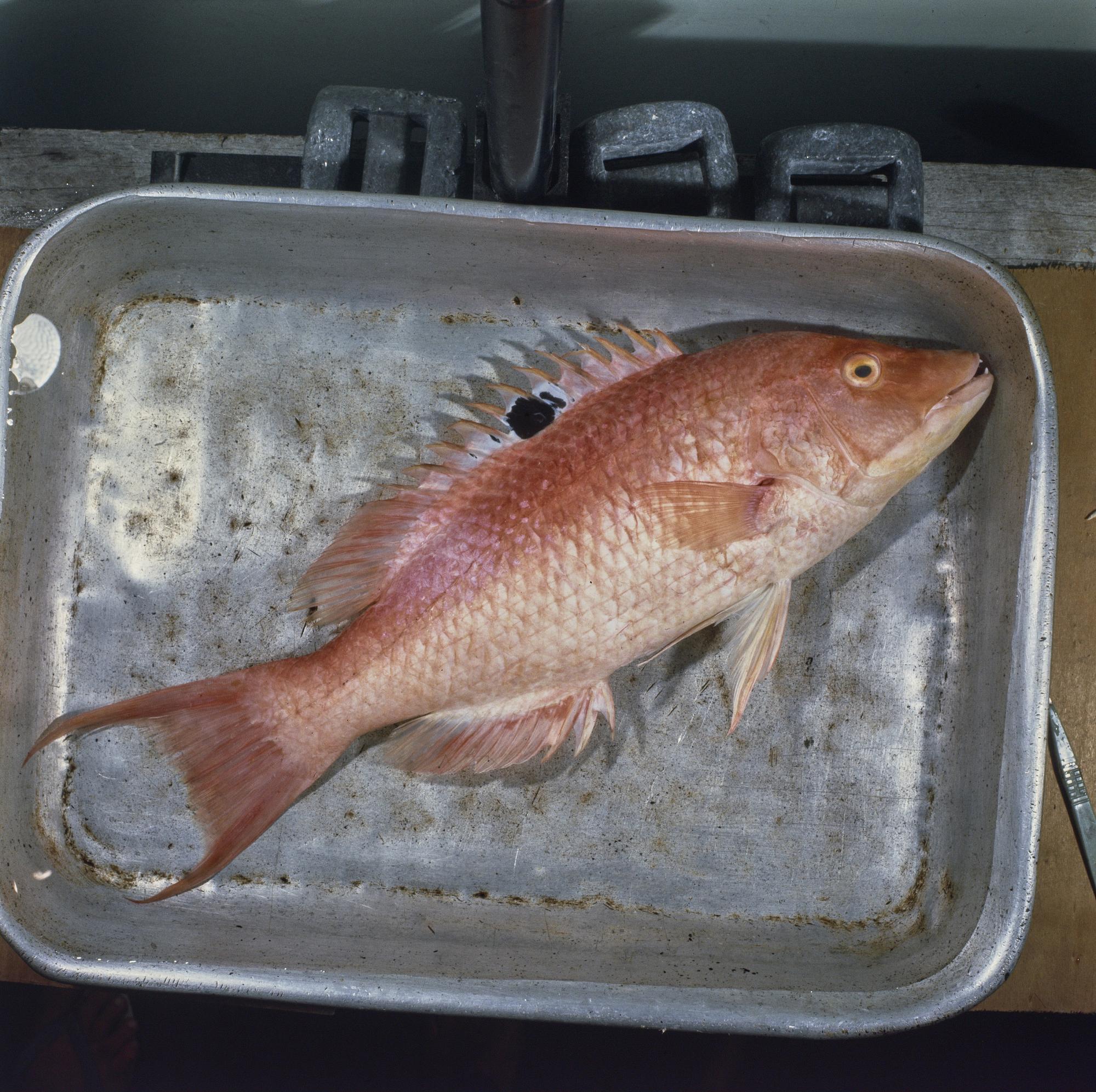 ภาพ ปลานกขุนทองดำจุด (Bodianus vulpinus)