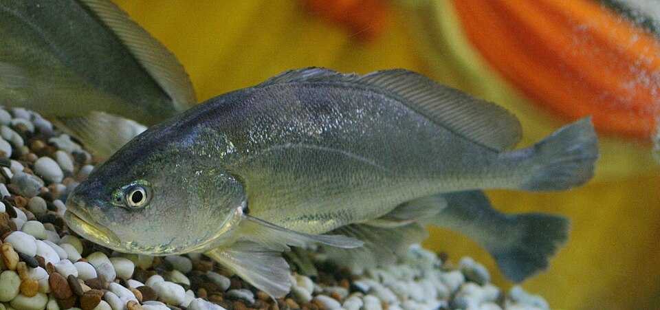 ภาพ ปลากวง (Boesemania microlepis)