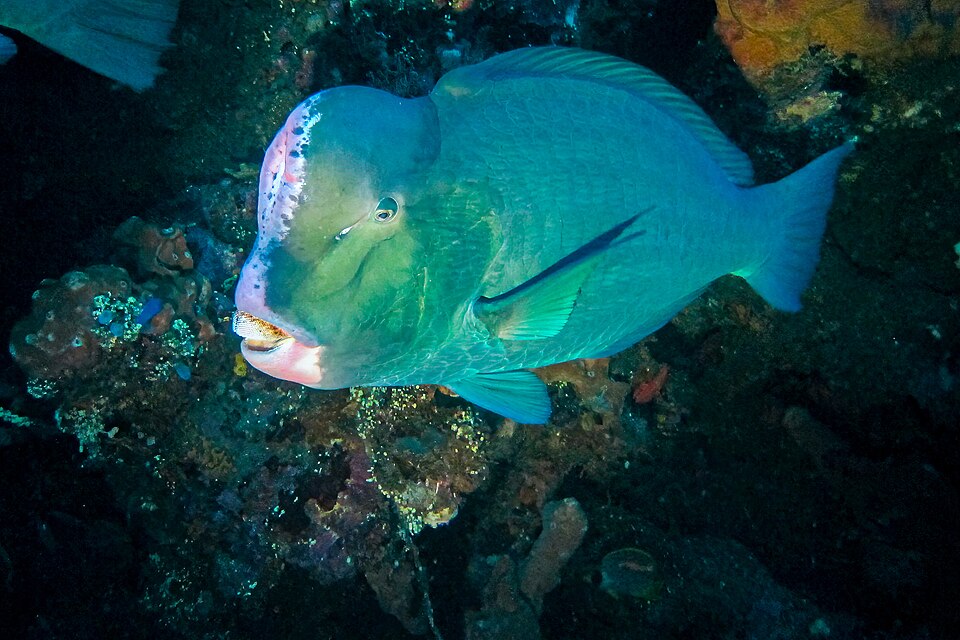 ภาพ ปลานกแก้วหัวโหนก (Bolbometopon muricatum)
