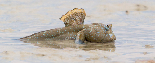 ภาพ ปลาบู่น้ำเงินลายจุด (Boleophthalmus caeruleomaculatus)