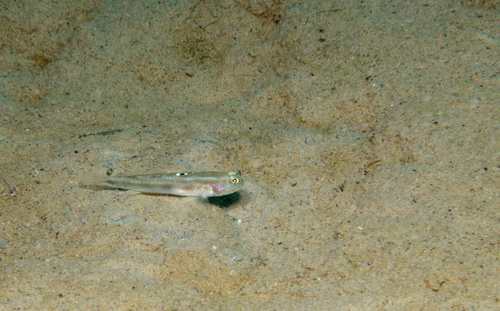 ภาพ ปลาบู่ขาวบู่ (Bollmannia boqueronensis)
