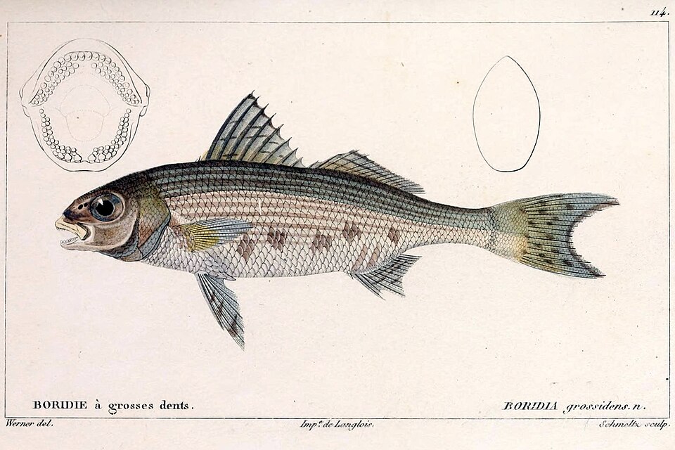 ภาพ ปลาสร้อยนกเขา grossidens (Boridia grossidens)