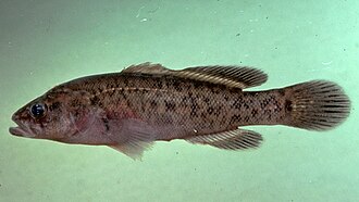 ภาพ ปลา porosa (Bostockia porosa)