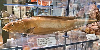 ภาพ ปลา tanakae (Bothrocara tanakae)