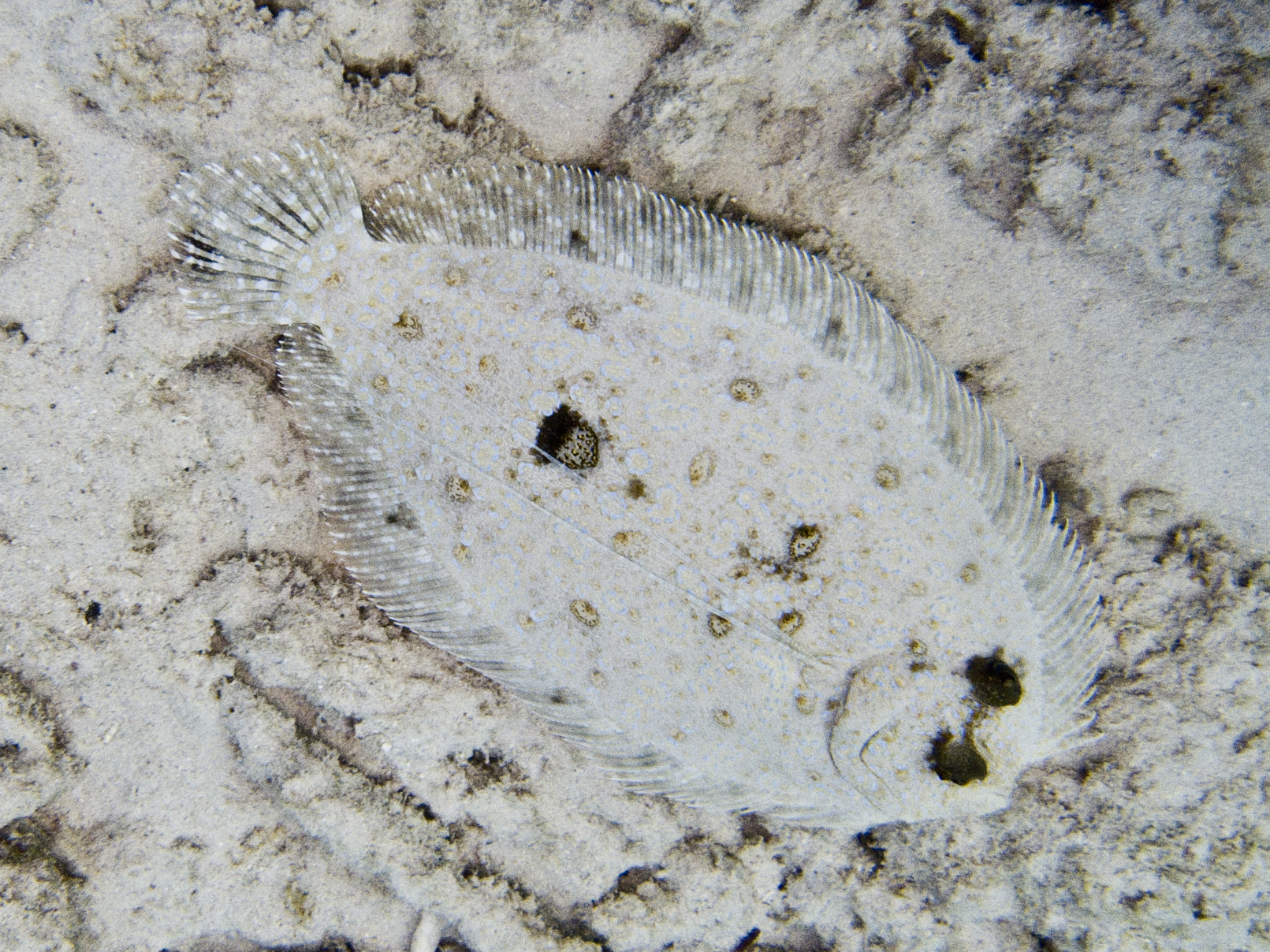 ภาพ ปลา maculiferus (Bothus maculiferus)