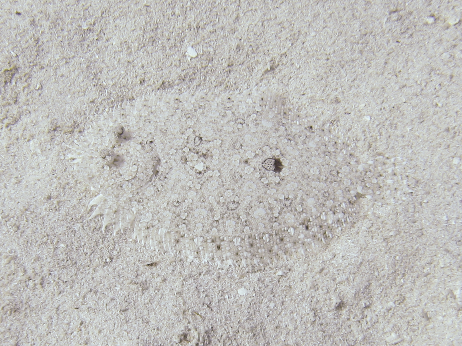ภาพ ปลา ocellatus (Bothus ocellatus)