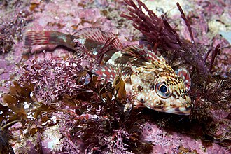 ภาพ ปลา angustifrons (Bovichtus angustifrons)