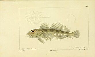 ภาพ ปลา diacanthus (Bovichtus diacanthus)
