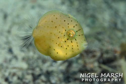 ภาพ ปลาวัวหนัง taylori (Brachaluteres taylori)