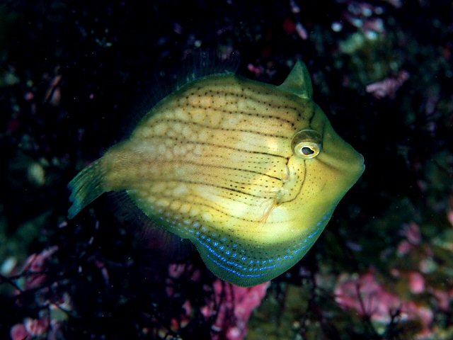 ภาพ ปลาวัวหนังญี่ปุ่น (Brachaluteres ulvarum)