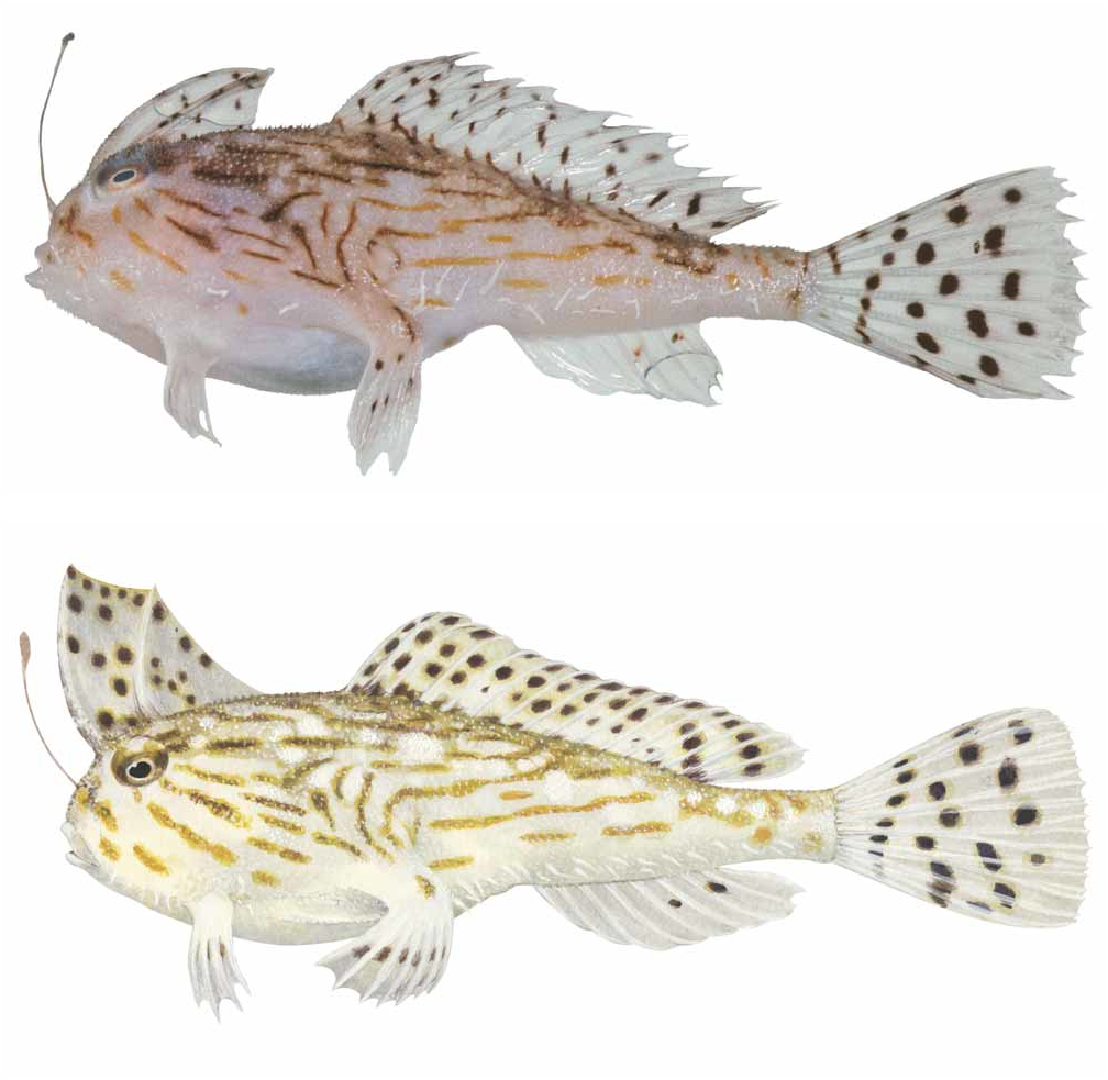 ภาพ ปลา australis (Brachionichthys australis)
