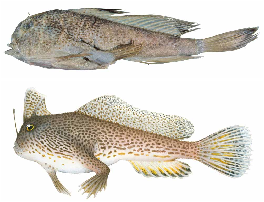 ภาพ ปลา hirsutus (Brachionichthys hirsutus)